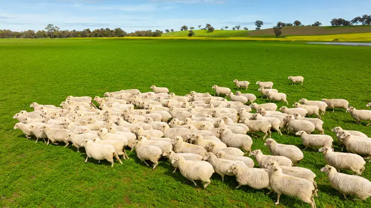 Second view of Homely rural property listing, 366 Kendalls Road, Henty NSW 2658