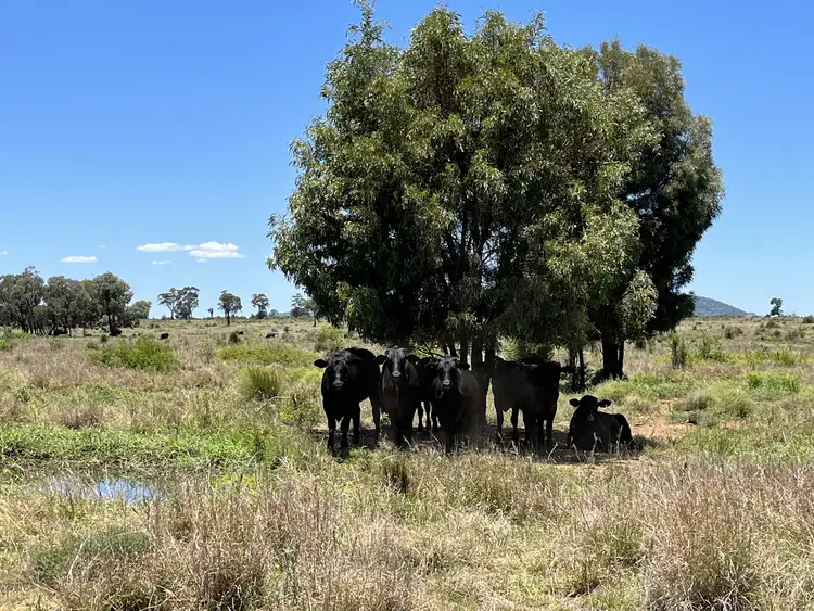 Fourth view of Homely rural property listing, 600 Riders Road, Baralaba QLD 4702