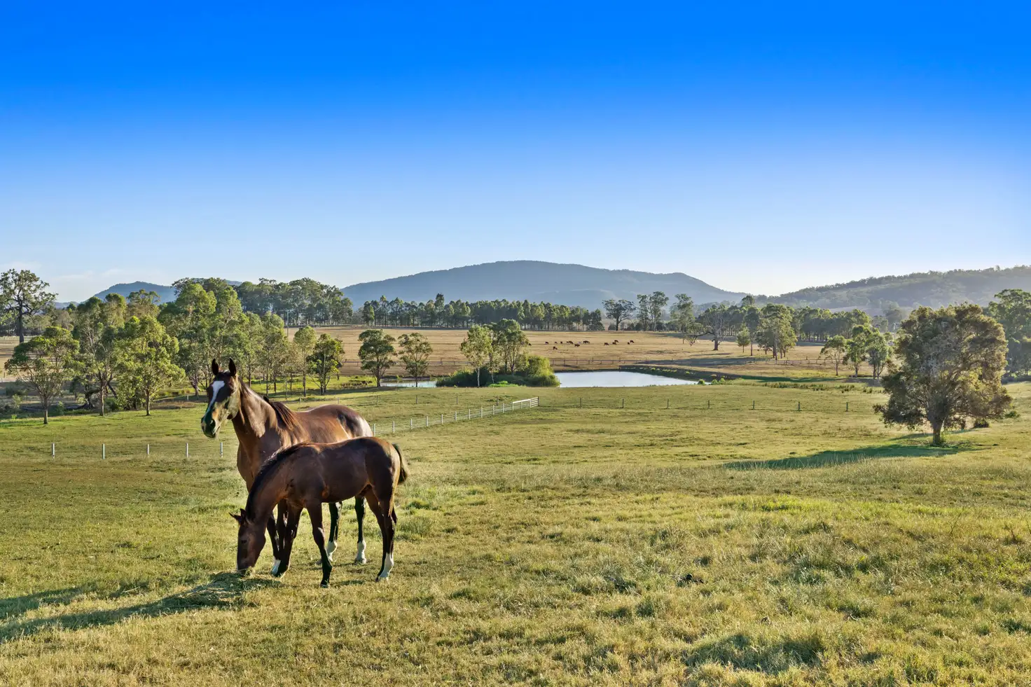 Main view of Homely rural property listing, 2684 Glendonbrook Road, Gresford NSW 2311