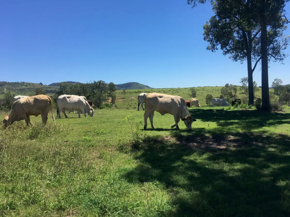 Main view of Homely rural property listing, 1616 Gatton Clifton Road, Mount Whitestone QLD 4347