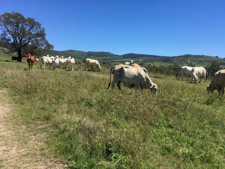 Second view of Homely rural property listing, 1616 Gatton Clifton Road, Mount Whitestone QLD 4347