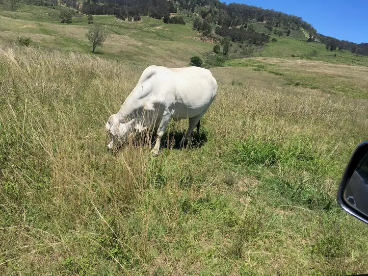 Third view of Homely rural property listing, 1616 Gatton Clifton Road, Mount Whitestone QLD 4347