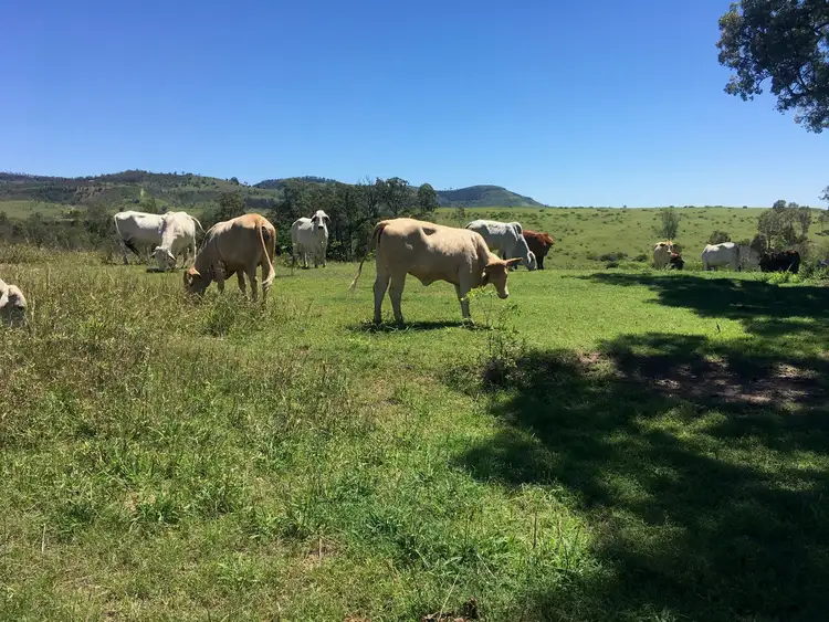 Fourth view of Homely rural property listing, 1616 Gatton Clifton Road, Mount Whitestone QLD 4347