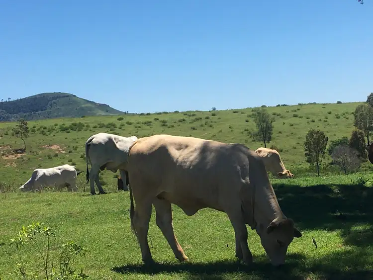 Fifth view of Homely rural property listing, 1616 Gatton Clifton Road, Mount Whitestone QLD 4347