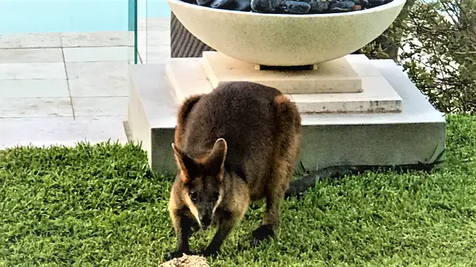 Third view of Homely house listing, 13/591 Broken Head Road, Byron Bay NSW 2481