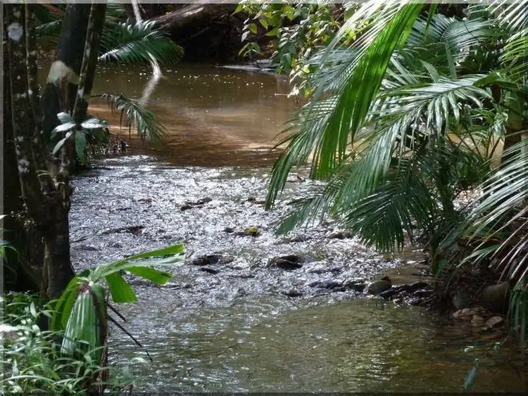 Third view of Homely house listing, 123 Thornton Peak Drive, Daintree QLD 4873