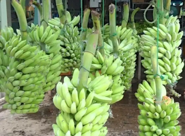 Fourth view of Homely rural property listing, 118 McMillan Road, Mareeba QLD 4880