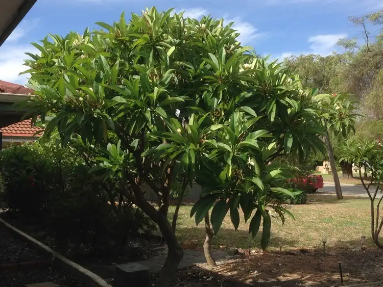 Second view of Homely house listing, 37 Andrews Way, Herne Hill WA 6056
