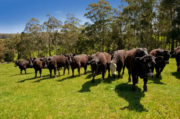 Fifth view of Homely rural property listing, 127 Cashins Rd, Kawarren VIC 3249