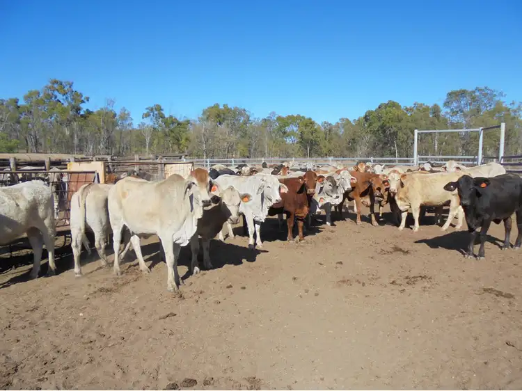 Seventh view of Homely rural property listing, "Crestwood", Duaringa QLD 4712