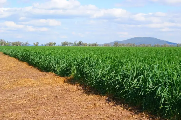 Third view of Homely rural property listing, 12323 Oxley Highway, Mullaley NSW 2379