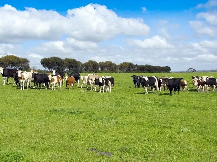 Second view of Homely rural property listing, 460 Ramsay Road, Irrewarra VIC 3249