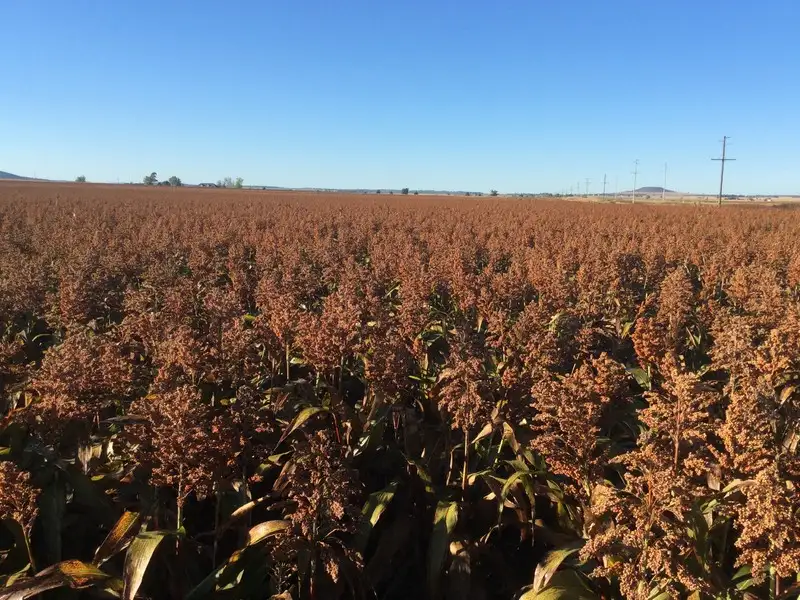 Main view of Homely rural property listing, Lot 4 Mitchell Road, Clifton QLD 4361