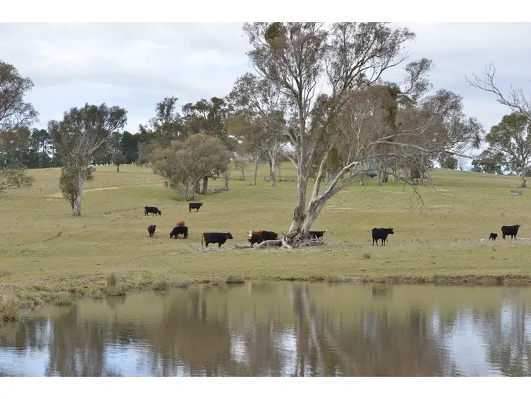 Seventh view of Homely rural property listing, 'Spring Farm' 37 Curtin Road, Orange NSW 2800