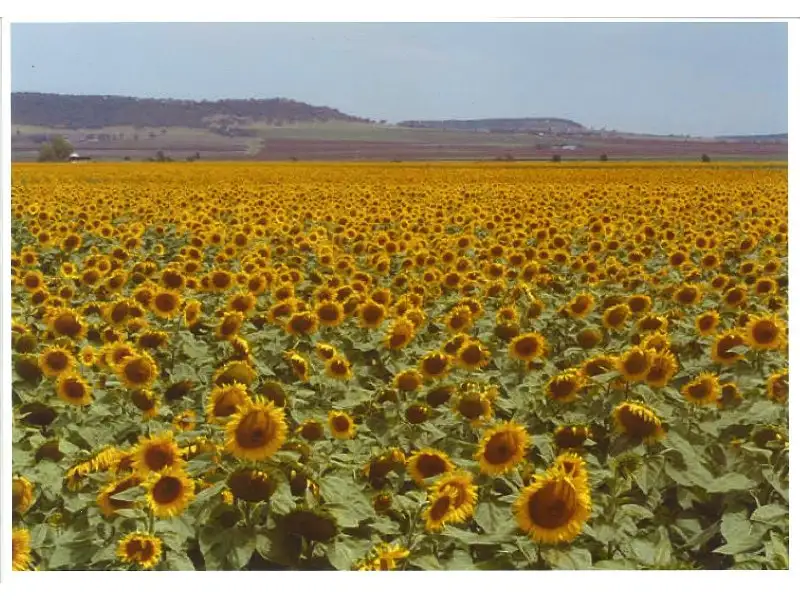 Main view of Homely rural property listing, L233 Clifton-Kings Creek Road, Clifton QLD 4361