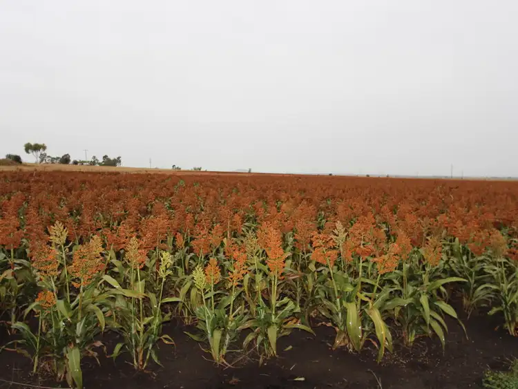 Fourth view of Homely rural property listing, Lot 4 Mitchell Road, Clifton QLD 4361