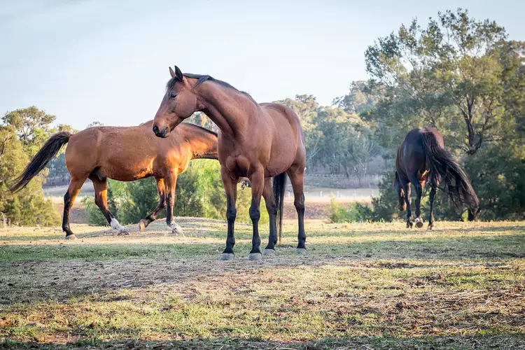 Third view of Homely rural property listing, 18 Haydons Lane, Blandford NSW 2338