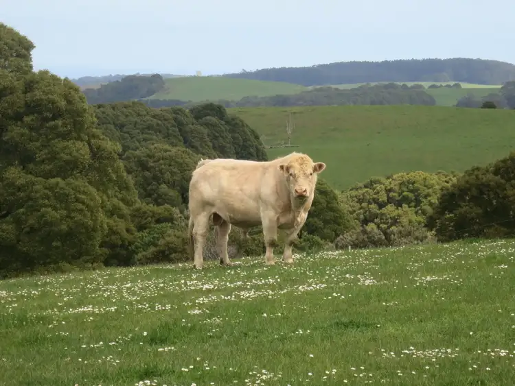 LOT 1, 35 Beech Forest-Lavers Hill Road, Beech Forest VIC 3237