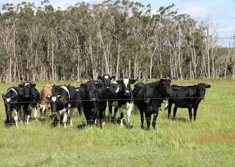 Seventh view of Homely rural property listing, 1745 Colac-Timboon Road, Irrewillipe VIC 3249