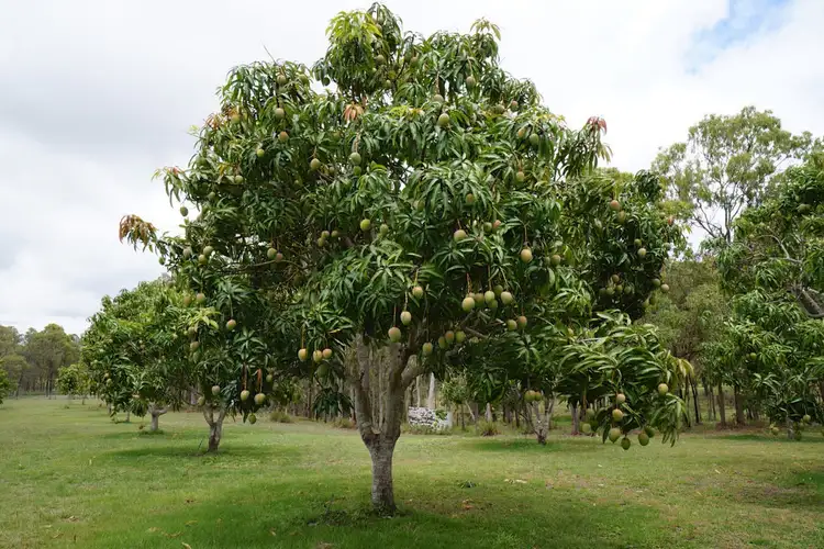 Third view of Homely rural property listing, 3762 Kennedy Highway, Mareeba QLD 4880