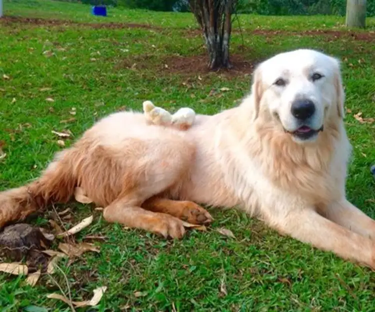 Sixth view of Homely rural property listing, 52 Bald Mountain, Limpinwood NSW 2484