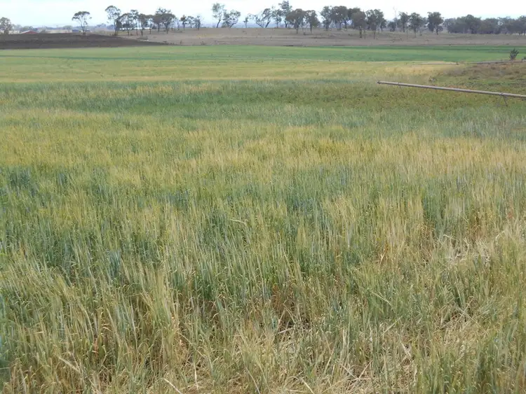 Third view of Homely rural property listing, 616 Crosshill Oakey Road, Biddeston QLD 4401