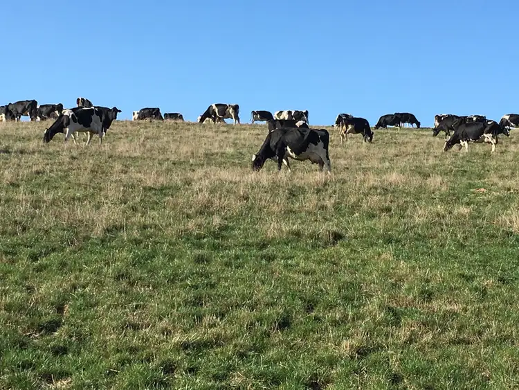 Fourth view of Homely rural property listing, 329 Eastern Creek Road, Port Campbell VIC 3269