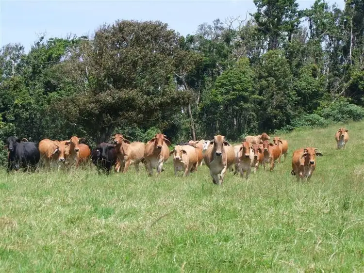 Sixth view of Homely rural property listing, F693 Lot 44 Maalan Road, Millaa Millaa QLD 4886