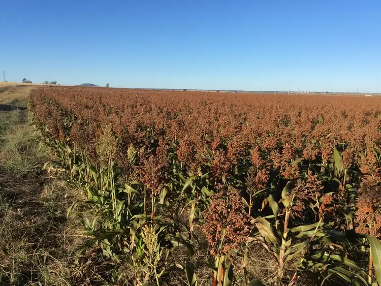 Fifth view of Homely rural property listing, Lot 4 Mitchell Road, Clifton QLD 4361