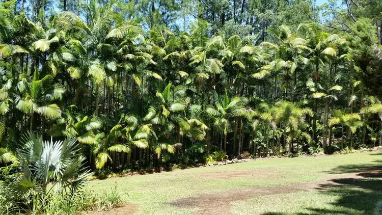 Sixth view of Homely rural property listing, 191 Pinnacle Road, Tyalgum NSW 2484