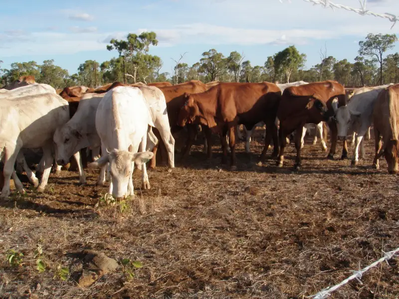 Main view of Homely rural property listing, 62 Joined Charbray/DMstr Heifers, Charters Towers QLD 4820