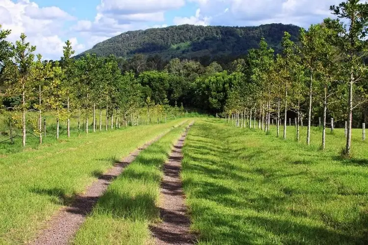 Fourth view of Homely rural property listing, 74 Musavale Road, Eumundi QLD 4562