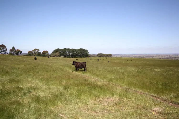 Third view of Homely rural property listing, 310 Linton Naringhil Road, Linton VIC 3360