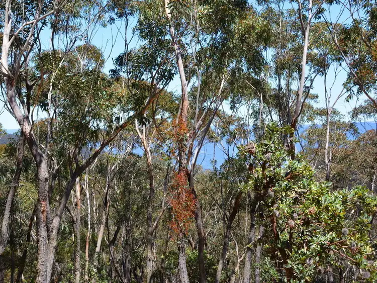 Main view of Homely land listing, 31 Foy Avenue, Medlow Bath NSW 2780