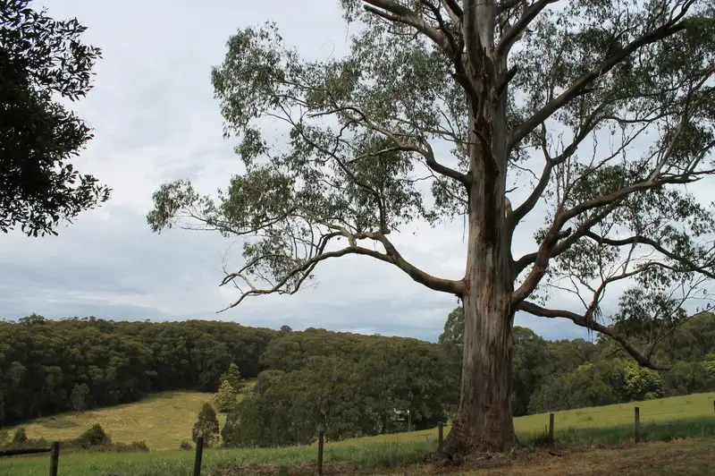 Main view of Homely rural property listing, 18 Frizon Street, Forrest VIC 3236