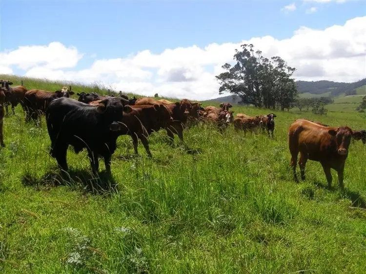 Fifth view of Homely rural property listing, F654 Lot 24 Kennedy Highway, Ravenshoe QLD 4888