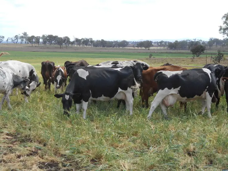 Fifth view of Homely rural property listing, 616 Crosshill Oakey Road, Biddeston QLD 4401