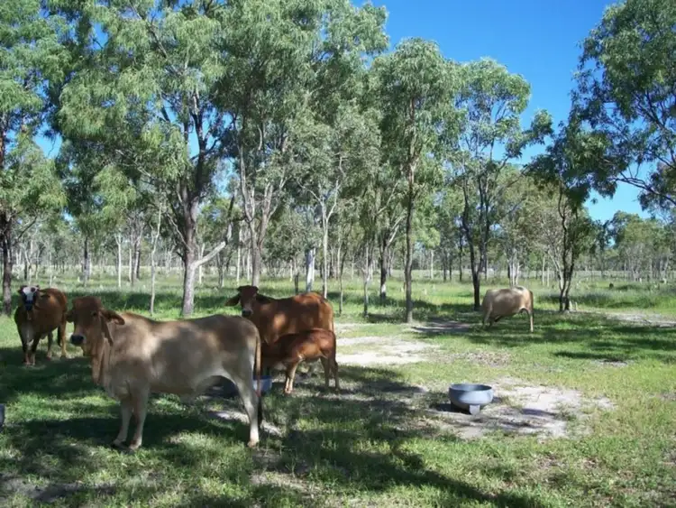 Seventh view of Homely rural property listing, 133 East Mary Road, Mount Carbine QLD 4871