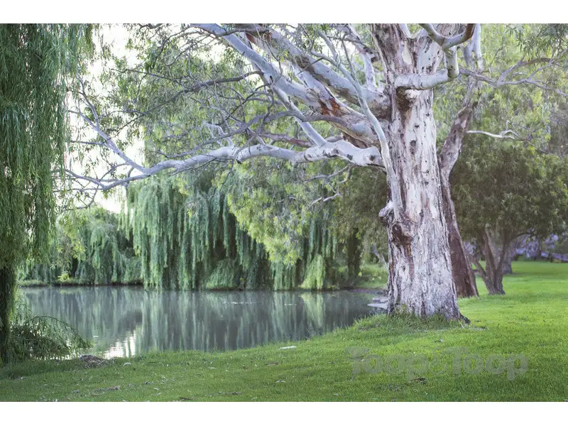 Main view of Homely rural property listing, 1193 Jervois Road, White Sands SA 5253