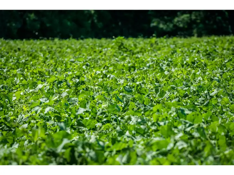 Sixth view of Homely rural property listing, 285 Roses Road, Bellingen NSW 2454