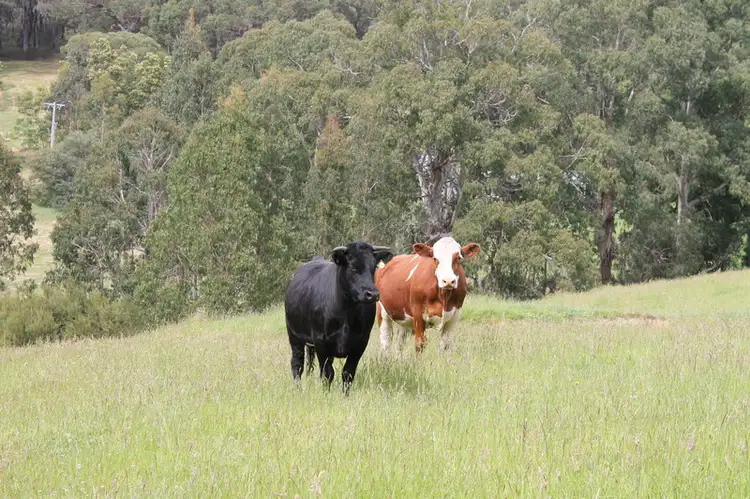 Seventh view of Homely rural property listing, 18 Frizon Street, Forrest VIC 3236