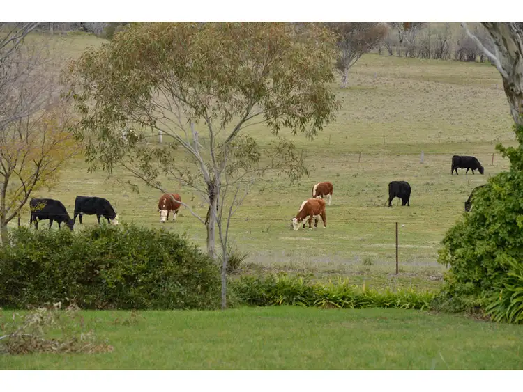 Fourth view of Homely rural property listing, 'Spring Farm' 37 Curtin Road, Orange NSW 2800