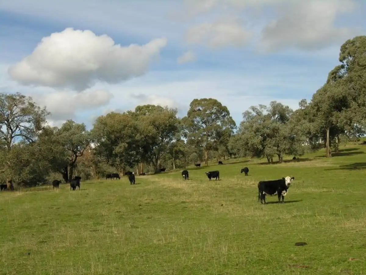Main view of Homely land listing, Wairere Road, Mansfield VIC 3722