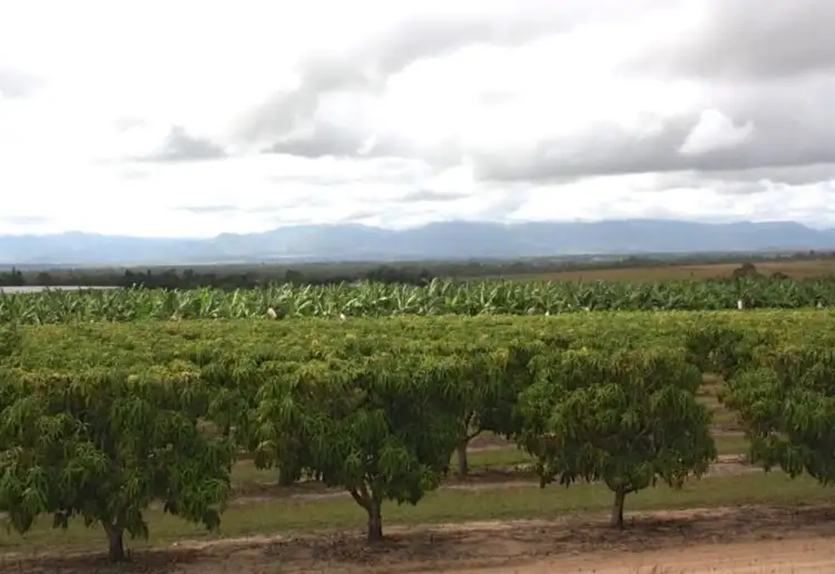 Third view of Homely rural property listing, 118 McMillan Road, Mareeba QLD 4880
