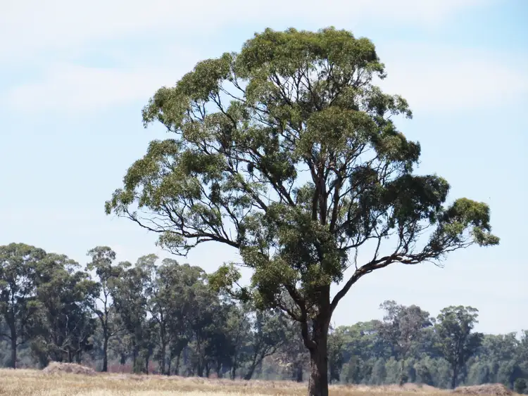 Sixth view of Homely land listing, LOT 1 Tait Hamilton Road, Heathcote VIC 3523