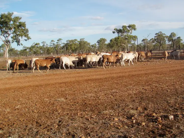 Fourth view of Homely rural property listing, 62 Joined Charbray/DMstr Heifers, Charters Towers QLD 4820