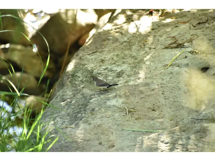 Fifth view of Homely rural property listing, 165 & Lot 298 Lefthand Branch Road, Lefthand Branch QLD 4343