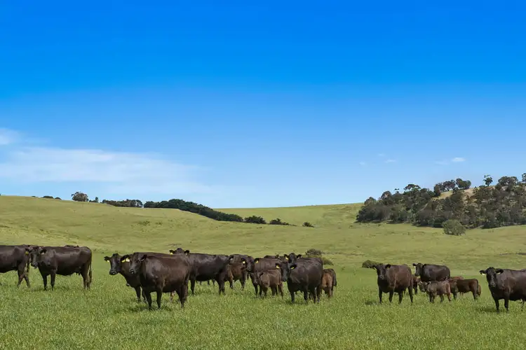 Third view of Homely rural property listing, 214 Coleraine-Balmoral Road, Coleraine VIC 3315