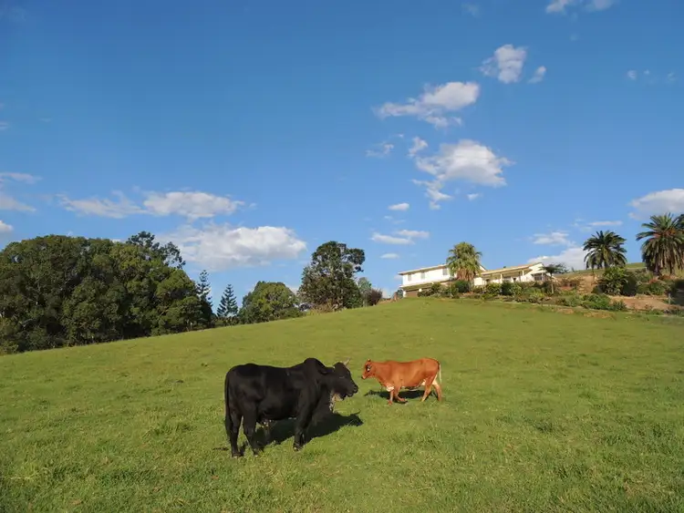 Second view of Homely rural property listing, 1279 Kyogle Road, Uki NSW 2484