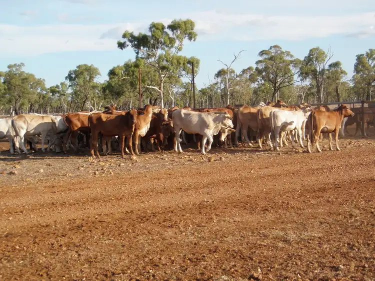 Seventh view of Homely rural property listing, 62 Joined Charbray/DMstr Heifers, Charters Towers QLD 4820